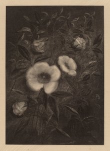 Wilde Rosen