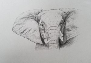 Elefant, 2011 von Eleanor Grafton