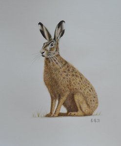 Hase, 2021