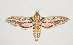 Gestreifter Falkenfalter