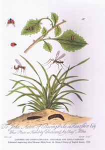 Marienkäfer und Langbein: Coccinella und Tipula Oleracea
