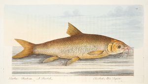 Der Barbe, aus Eine Abhandlung über Fische und Fischteiche, veröffentlicht 1832 von Eleazar Albin