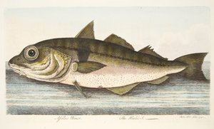 Der Schellfisch, aus Eine Abhandlung über Fische und Fischteiche, veröffentlicht 1832 von Eleazar Albin
