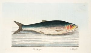 Der Hering, aus Eine Abhandlung über Fische und Fischteiche, veröffentlicht 1832 von Eleazar Albin
