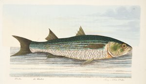 Die Meeräsche, aus Eine Abhandlung über Fische und Fischteiche, veröffentlicht 1832 von Eleazar Albin