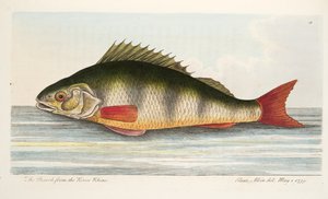 Der Barsch aus dem Rhein, aus Eine Abhandlung über Fische und Fischteiche, veröffentlicht 1832 von Eleazar Albin