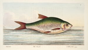 Der Rotauge, aus Eine Abhandlung über Fische und Fischteiche, veröffentlicht 1832 von Eleazar Albin