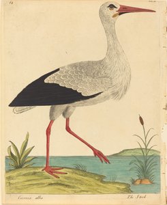 Der Storch (Ciconia Alba)