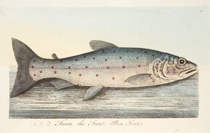 Die Forelle, aus Eine Abhandlung über Fische und Fischteiche, veröffentlicht 1832 von Eleazar Albin