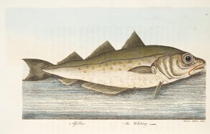 Der Wittling, aus Eine Abhandlung über Fische und Fischteiche, veröffentlicht 1832 von Eleazar Albin