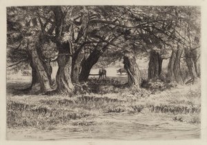 Eine Gruppe von Weiden von Eleazer Hutchinson Miller