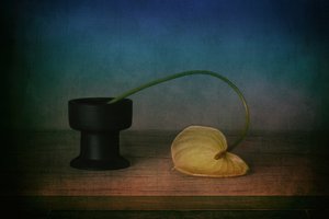 Elegantes Anthurium Stillleben
