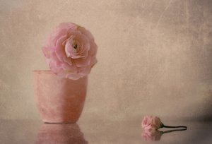 Zartrosa Ranunkel Blüte