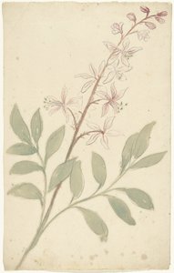 Blumenstudie