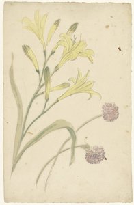 Blumenstudien einer gelben Lilie und einer blühenden Zwiebel von Elias van Nijmegen