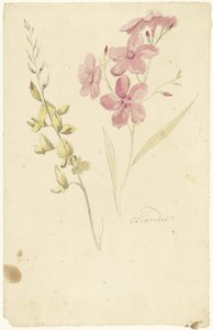 Oleander und Ginster