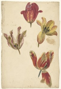 Studien von vier Tulpen