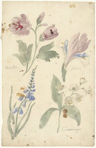 Studien von Blumen, darunter eine Iris