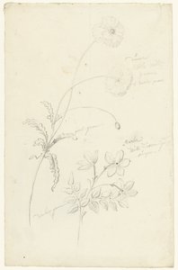 Studien von Mohn und Jasmin