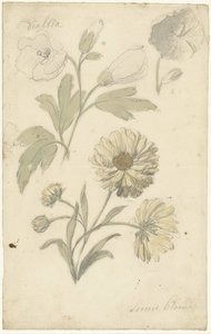 Studien von Sonnenblumen und Dahlien