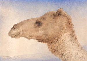 Porträt des Dromedars des Künstlers