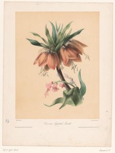 Kaiserkron und Hyazinthe