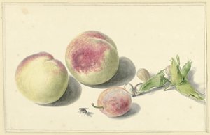 Pfirsiche, Nüsse, eine Pflaume und eine Fliege von Elisabeth Geertruida van de Kasteele