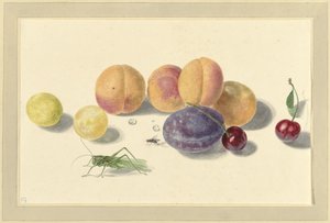 Pfirsiche, Pflaumen, Kirschen und zwei Insekten von Elisabeth Geertruida van de Kasteele