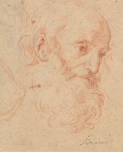 Kopf eines bärtigen alten Mannes von Elisabetta Sirani
