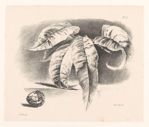 Blätter und Walnuss von Elise Therèse Daiwaille