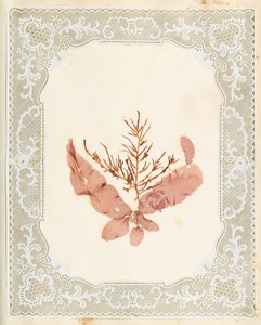Seetang von Eliza A. Jordson