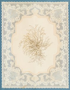 Seetang von Eliza A. Jordson