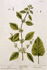 Balsam, Tafel 27 aus 