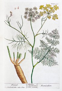 Fenchel
