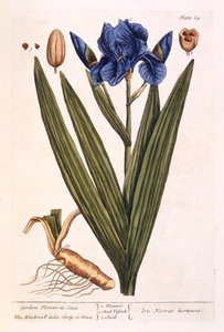 Iris, Tafel 69 aus 