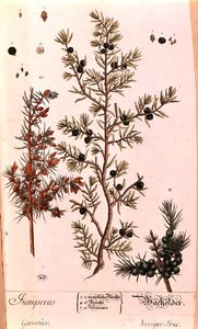 Wacholder (Juniperus), Tafel aus der deutschen Ausgabe von 
