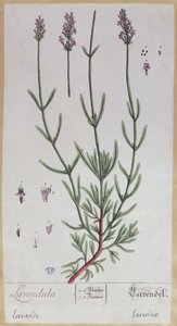 Lavendel, Platte aus 