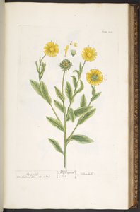 Tafel 106, Ringelblumen, aus 