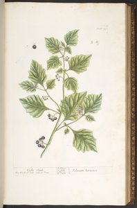 Tafel 107, Nachtschatten, aus 