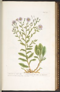Tafel 109, aus 