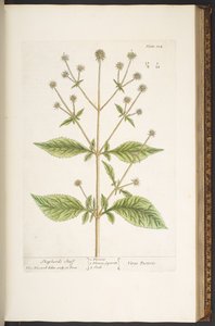 Tafel 124, aus 