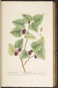 Tafel 126, aus 