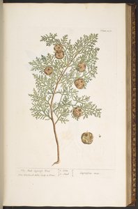 Tafel 127, aus 