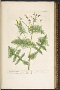 Tafel 130, Smooth Son-Thistle, aus 