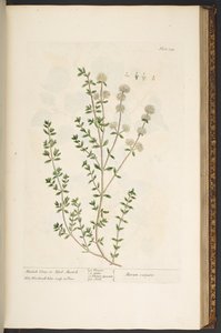 Tafel 134, aus 