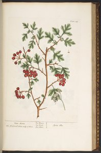 Tafel 149, aus 