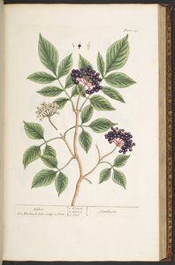 Tafel 151, aus 