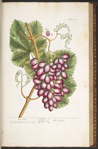 Tafel 153, aus 