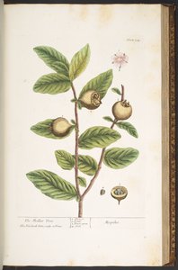 Tafel 154, aus 