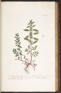 Tafel 156, aus 